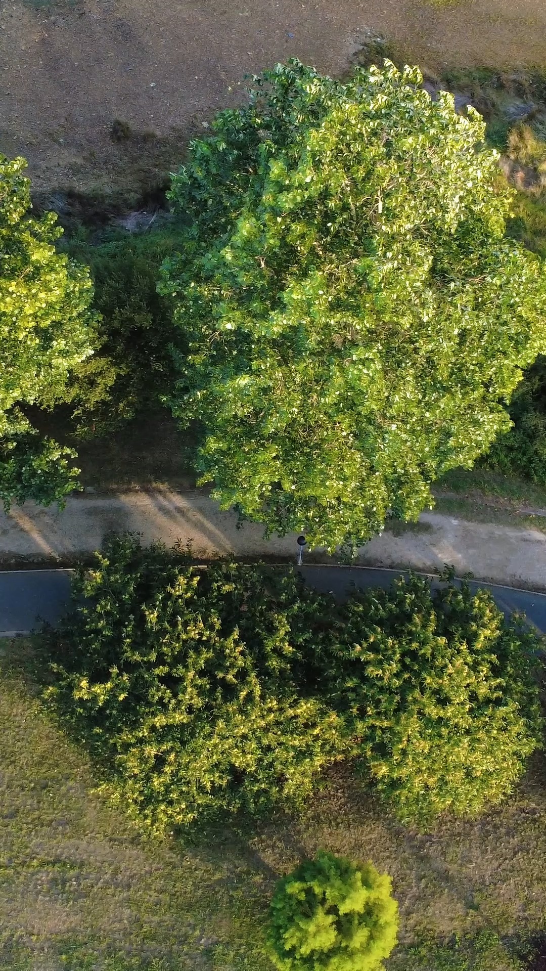 Caminos que respiran calma.
Un paseo entre árboles que, visto desde el aire, se convierte en una escena de película.  Esto es VisualCore: transformar la naturaleza en cine. 🎥✨  Hashtags sugeridos:
#VisualCore #DroneLife #DroneVideo #ImagenAerea #Galicia #Naturaleza #Paisajes #DroneFootage #Cinematography #VistaAerea #DronePhotography #ForestVibes